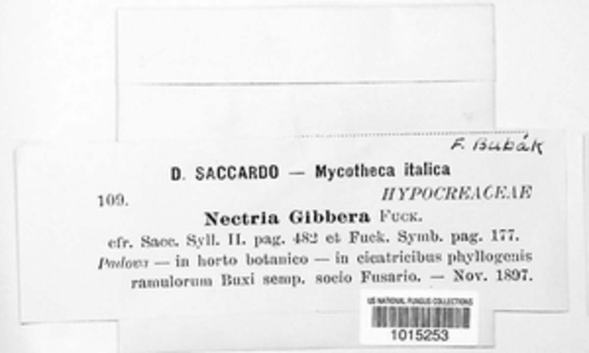 Fusarium cicatricum image